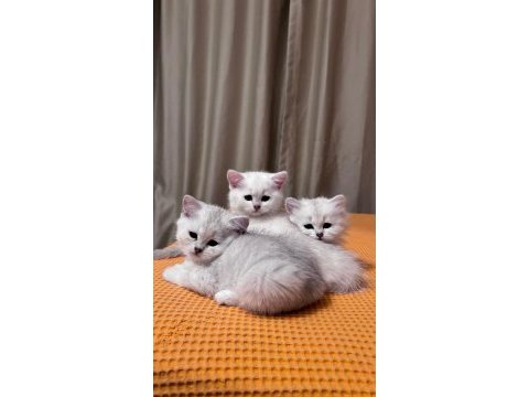 Safkan british shorthair izmir içine