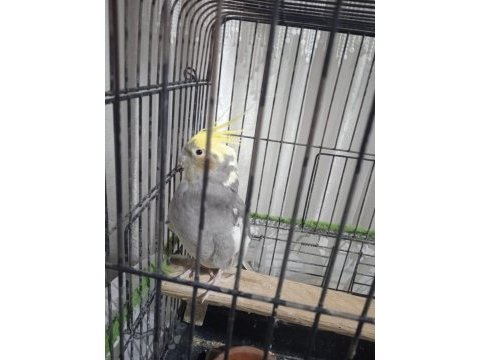 Grey erkek 9 aylık sultan papağanı