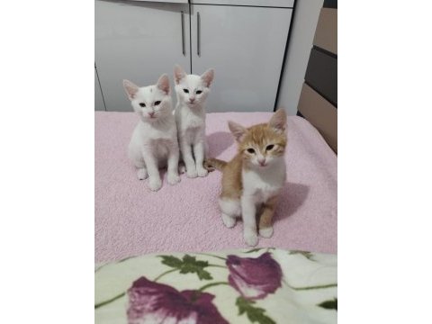 3 kardeş kediler