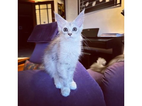 Safkan maine coon