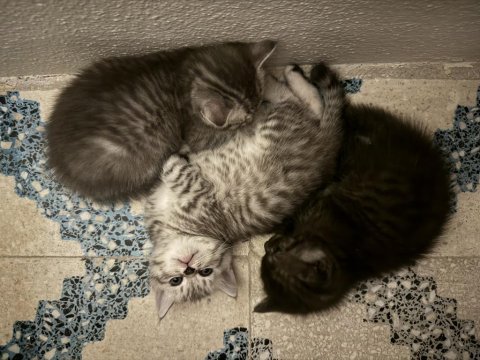 1.5 aylık british shorthair