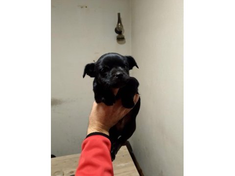 Dişi ve erkek yavru pinscher