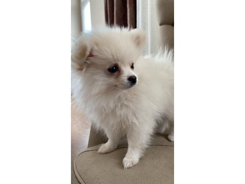 Dişi beyaz pomeranian boo