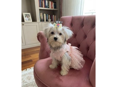 Dünyalar güzeli prenses köpeğimiz
