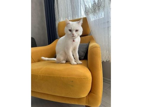 British shorthair 1 yaşında (sahipendirilecektir)