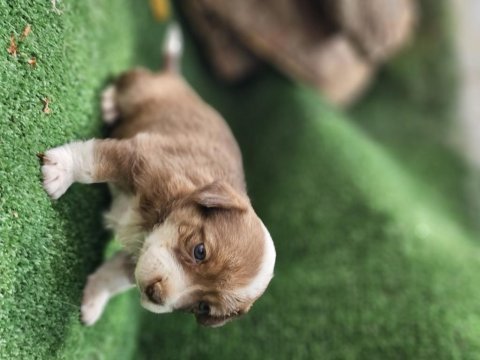 35 günlük çok sağlıklı jack russell yavrularımız