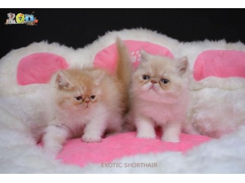 Sağlık garantili exotic shorthair