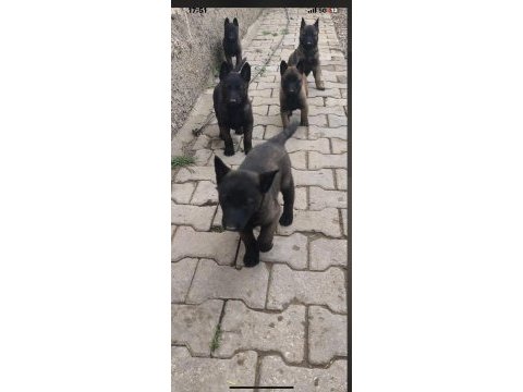 Safkan koyu renk full maskeli malinois
