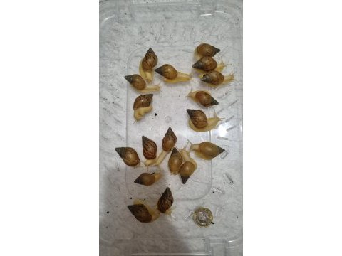 Dev afrika salyangozu yavru achatina fulica 05.2026 doğumlu