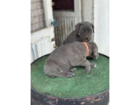 Dev anne babadan cane corso
