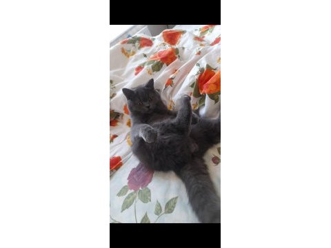 Kedimiz yuvasını arıyor 7 aylık british shorthair zeuss