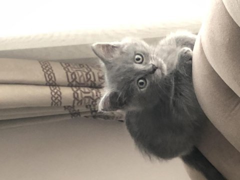 3 aylık leo british shorthair