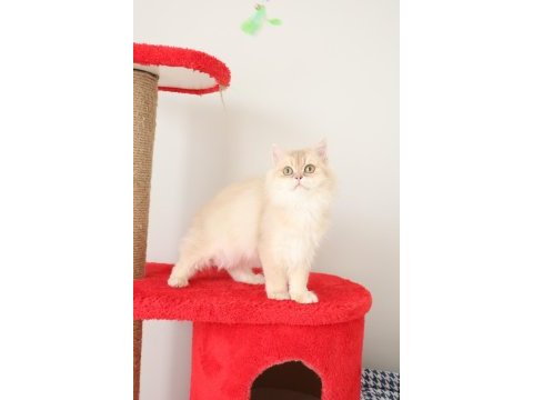 Krem rengi british longhair kızımız