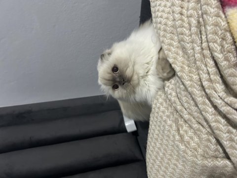 Scottish fold blue point longhair