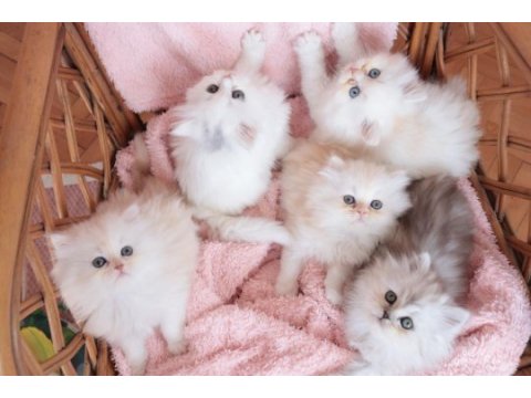 Safkan british longhair bebekler