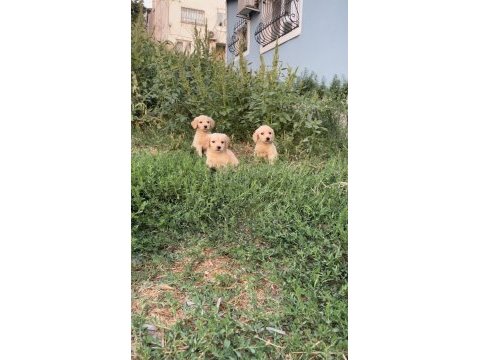 Minik goldenlarımız sahiplerini arıyor