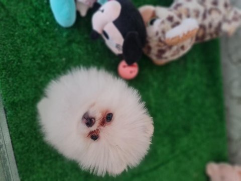 Show kalite pomeranian boo