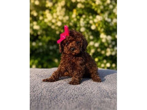 Ev üretimi full garantili tertemiz toy poodle