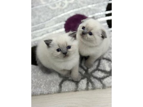 Teslime hazır british shorthair