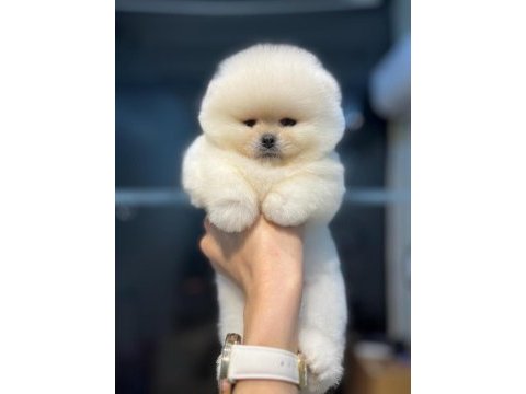 0 numara pomeranian boo teacup
