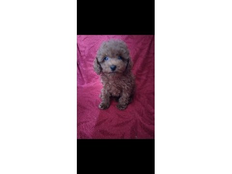 Pafuduk pafuduk poodle yavrular sizleri bekliyor