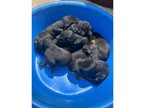 Safkan doberman köpeği yavrular