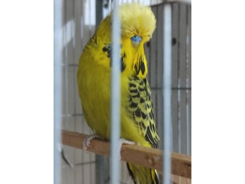 Jumbo ve show muhabbet kuşlar