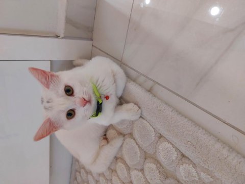 British shorthair cinsi 4 aylık erkek kedimiz