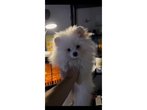 2 aylık dişi pomeranian boo