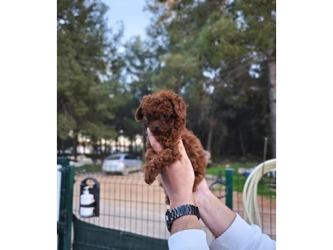 Toy poodle çiftliğimize sizleri bekliyoruz