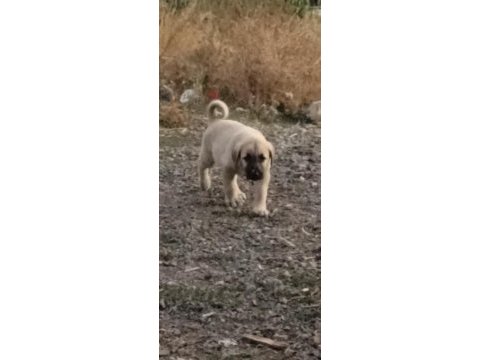 50 günlük çoban köpekleri