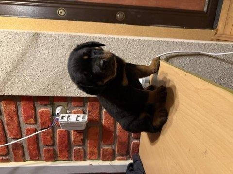 Koca kafa rotweiller yavruları