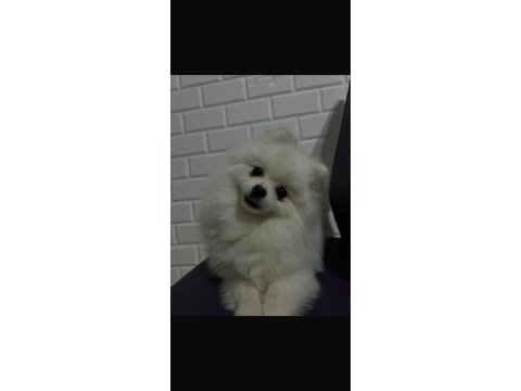 7 aylık full aşılı erkek 0 numara pomeranian boo