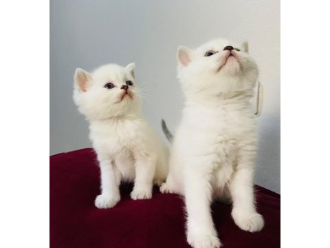 British longhair beyaz yavru