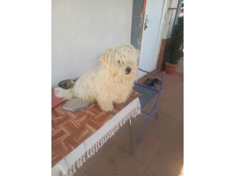 Maltese terrier 10 aylık erkek safkan