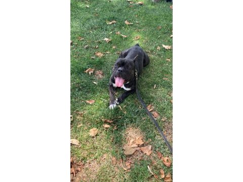 French bulldog kızımız