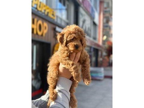 Ankaranın gözde maltipoo bebekleri