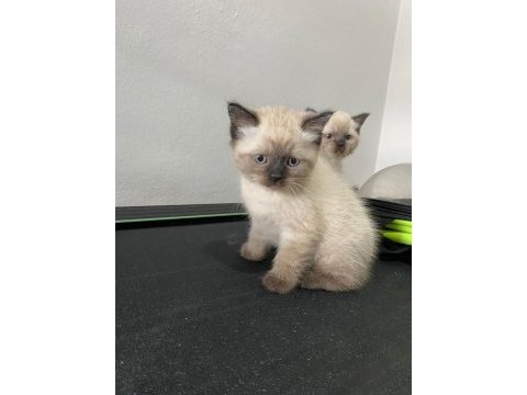İkiz kedi dişi ve erkek