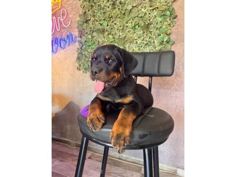 A kalite rottweiler yavrular
