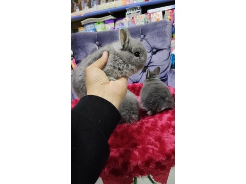 Cüce tavşan ve hollanda lop tavşanları