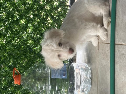 Terierkır ası köpeklerimi sahiplendiriyorum ücretsiz