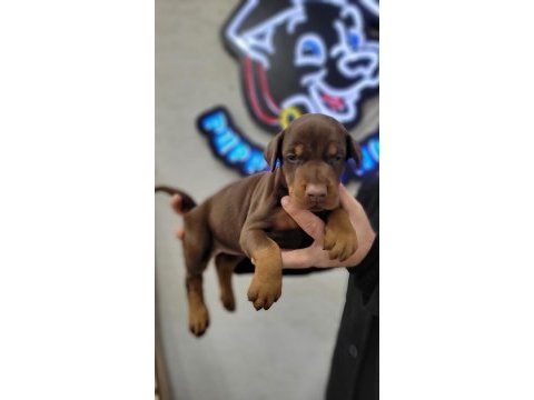 Safkan ırk garantili doberman yavrular