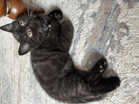 Çikolata british shorthair yavru