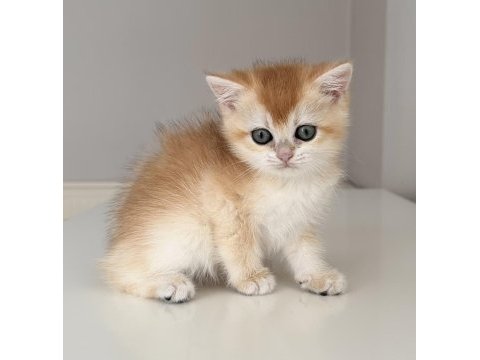 Full şecereli british shorthair ny12 dişi yavru