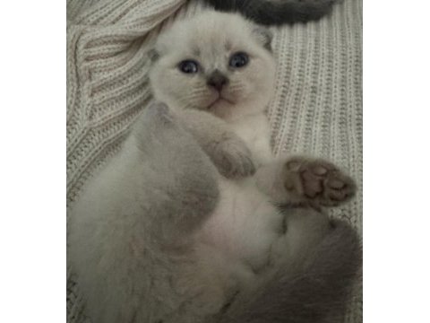 55 günlük scottish fold silver dişi