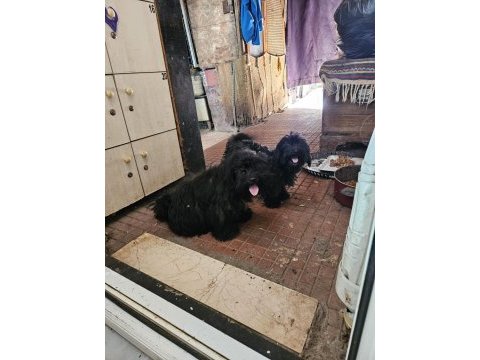 Ücretsiz sahiplendirme köpekler