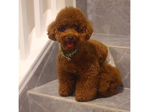 Irk garantili show kalite toy poodle