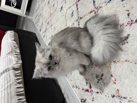 British longhair 7 aylık kedimiz