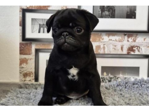 Pug safkan siyah
