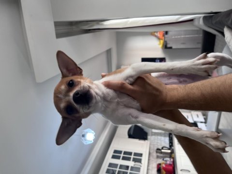 Chihuahua çok sevimli